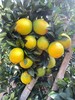 【赣州直发】不慌不忙，渐渐变黄， 顺应天时，自然成熟！🍊赣南脐橙11月5号开园 ，前期挑成熟度高的橙子发出，全国包邮。 商品缩略图6