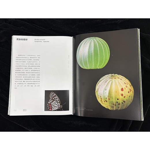 蝴蝶卵的隐秘之美 商品图3