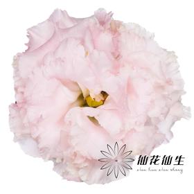 洋桔梗 | 小粉兔