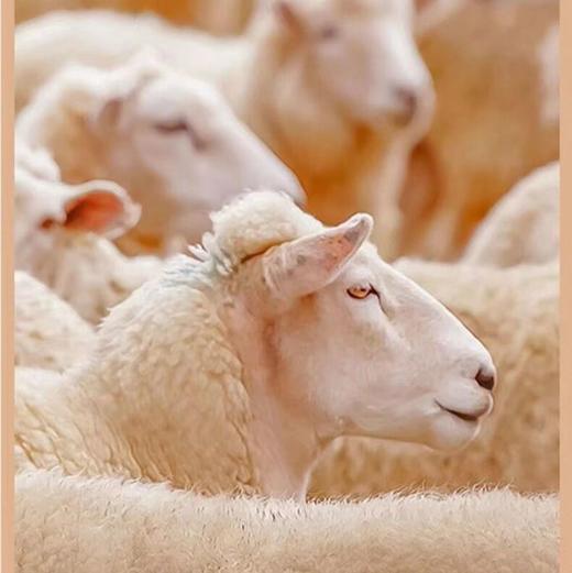 老爷车-男女款锁温羊毛+桑蚕丝保暖内衣套装 高弹零压力/温暖无负重/活动更自如 重点部位升温贴片更暖心 商品图5