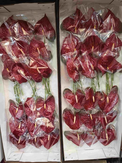 暗红色内华达红掌 商品图5