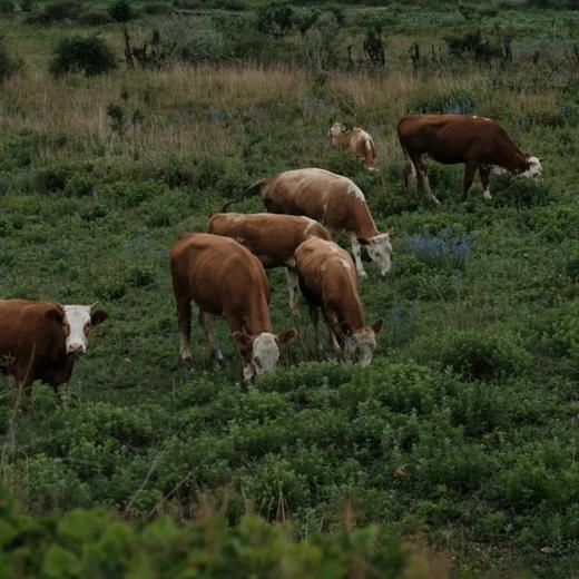 2晚【丽江墅家玉庐】2026春节、五一可用！身处极致的自然中，感受雪山下的东巴秘境，超多活动等你来体验~ 商品图12