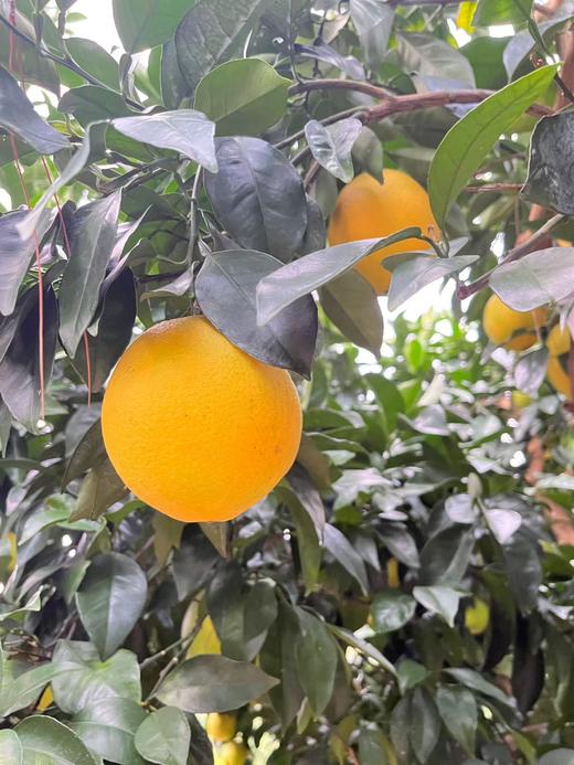 【赣州直发】不慌不忙，渐渐变黄， 顺应天时，自然成熟！🍊赣南脐橙11月5号开园 ，前期挑成熟度高的橙子发出，全国包邮。 商品图4