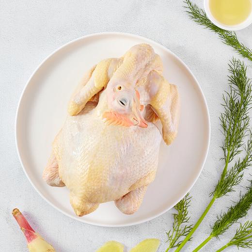 【200积分+69元】物源初见 黄油老母鸡2只装 2.2-2.5斤/只 林间散养肉质劲道 商品图0