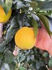 【赣州直发】不慌不忙，渐渐变黄， 顺应天时，自然成熟！🍊赣南脐橙11月5号开园 ，前期挑成熟度高的橙子发出，全国包邮。 商品缩略图12