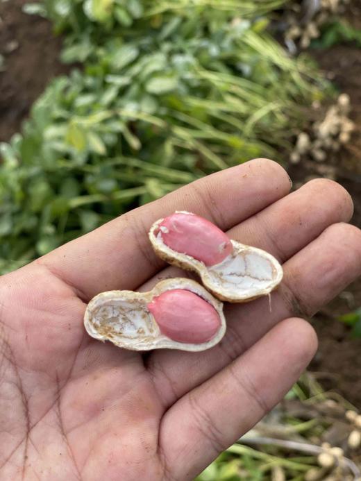 【丽姐农场胶东生态甜花生】晒干发货 3斤/5斤 顺丰快递 商品图0