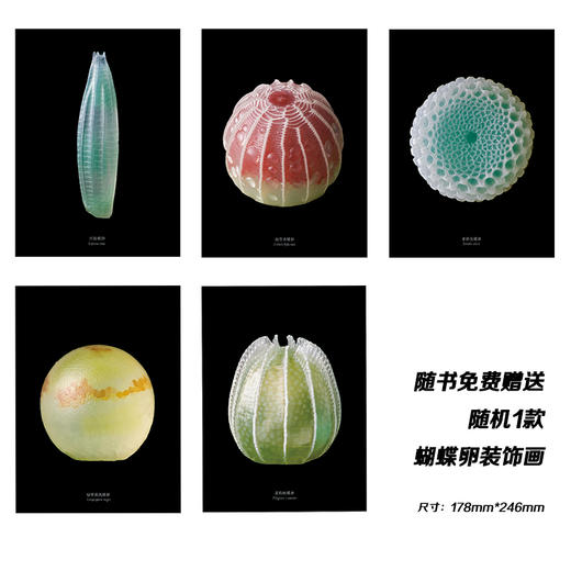 蝴蝶卵的隐秘之美 商品图2