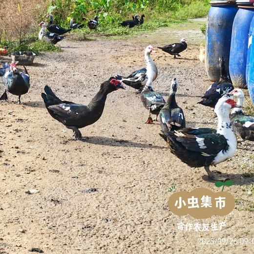 生态散养番鸭 | 合作农友生产，产自广州从化，生产者：郭锐 *【公平贸易农人定价】 商品图9