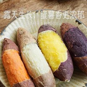 四拼蜜薯【39元购5斤】丨蜜薯界的“隐藏款”，果肉软糯香甜