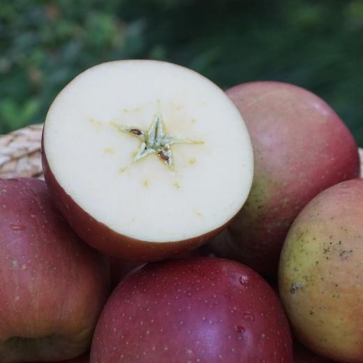 010昭通丑苹果| Yunnan Apple  长得丑但真的好吃  高原自然熟 脆甜可口 越嚼越香 带皮啃才过瘾 商品图7
