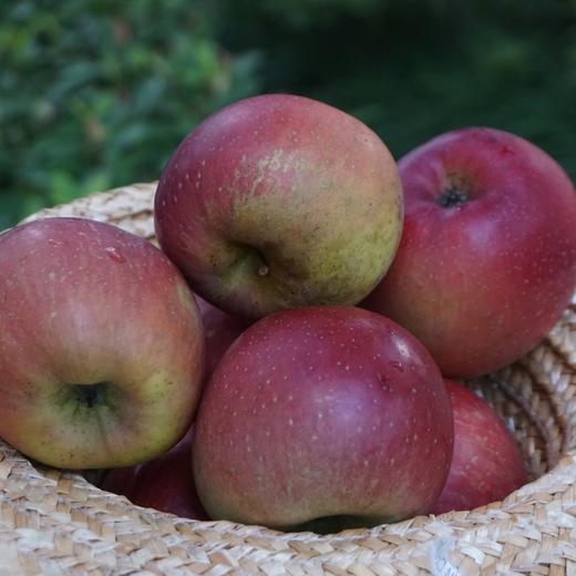 010昭通丑苹果| Yunnan Apple  长得丑但真的好吃  高原自然熟 脆甜可口 越嚼越香 带皮啃才过瘾 商品图9