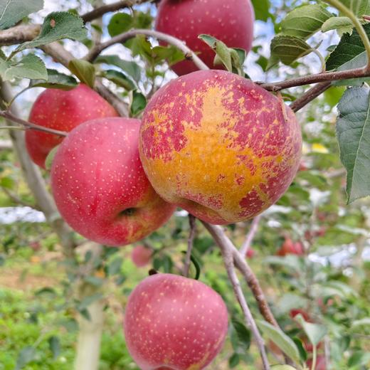 010昭通丑苹果| Yunnan Apple  长得丑但真的好吃  高原自然熟 脆甜可口 越嚼越香 带皮啃才过瘾 商品图8