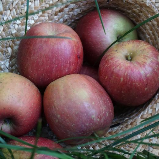 010昭通丑苹果| Yunnan Apple  长得丑但真的好吃  高原自然熟 脆甜可口 越嚼越香 带皮啃才过瘾 商品图5