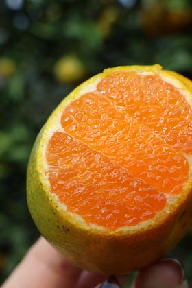 浙江临海  核心产区涌泉蜜桔  向阳坡 15年树龄  源头产地鲜采 精选果  滋味十足