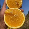 带叶脐橙（江西）约1000G /份 商品缩略图2