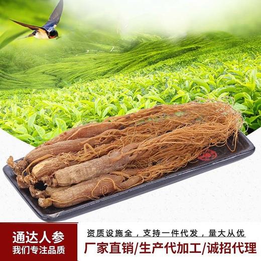 全须红参 厂家批发 长白山红参东北特年货礼品 红参全须 商品图0