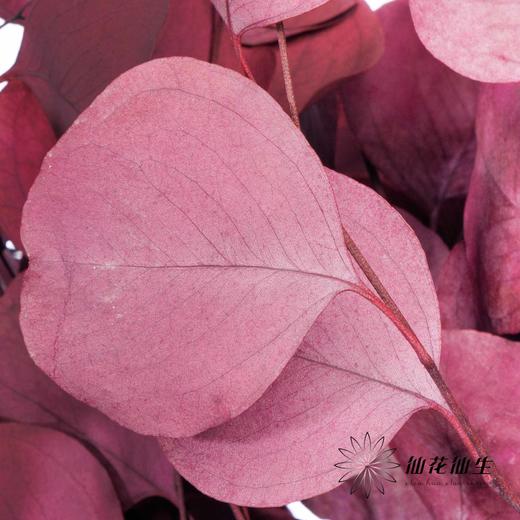 永生花材 | 染色苹果叶紫红 商品图3
