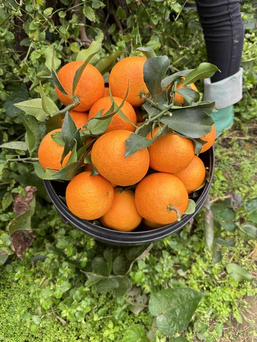 爱媛38号果冻橙产地朔源   四川眉山产地直发新鲜爆汁甘甜 商品图3