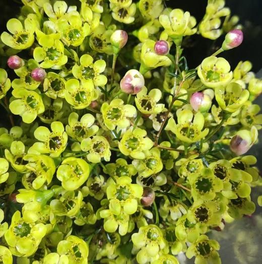 配花 | 平头腊梅阳光玫瑰 商品图0