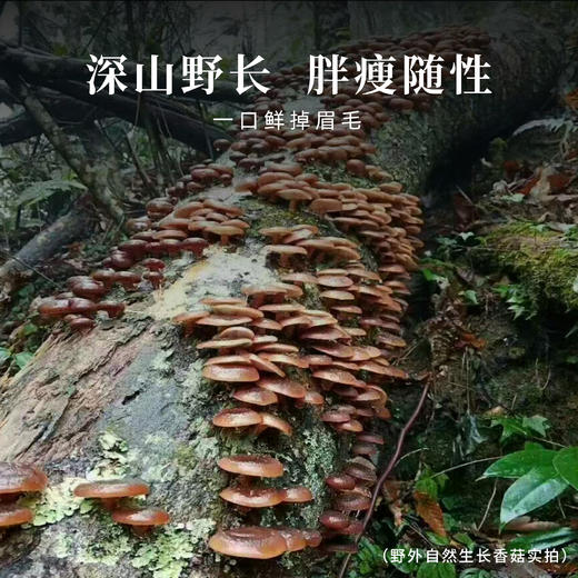 【德米特认证】大野香菇150g 商品图1