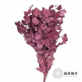 永生花材 | 染色苹果叶紫红