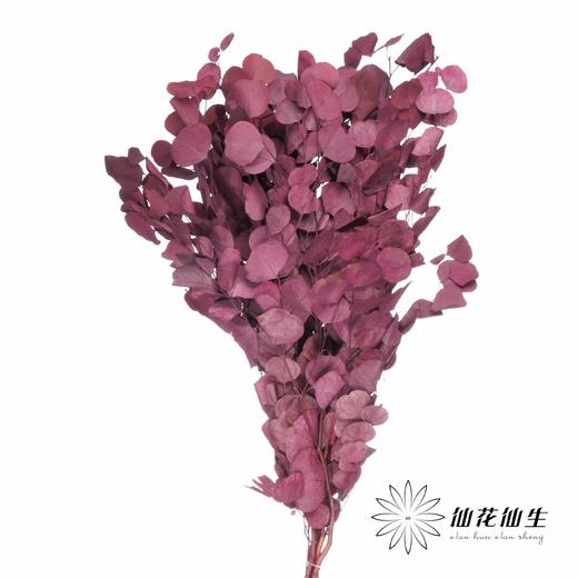 永生花材 | 染色苹果叶紫红 商品图0