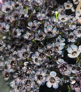 配花 | 平头腊梅烟熏紫