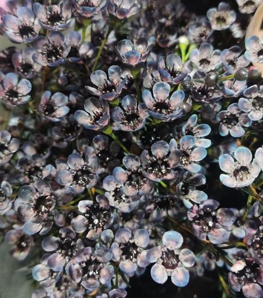 配花 | 平头腊梅烟熏紫 商品图0