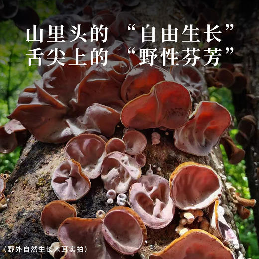 【德米特认证】大野木耳150g 商品图1