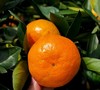 【涌泉蜜桔】皮薄如糖纸  生态自然甜 商品缩略图3