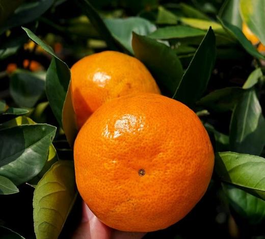 【涌泉蜜桔】皮薄如糖纸  生态自然甜 商品图3