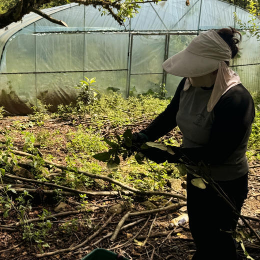 【墨脱野生花椒】西藏墨2100米森林/柠檬柑橘香/纯净清甜/微微麻/50g/袋 商品图4