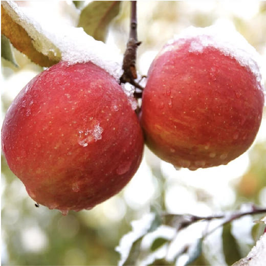 心选丨新疆阿克苏冰糖心苹果#果肉细腻，鲜嫩多汁，香甜脆爽，阿克苏正宗冰糖心苹果，营养美味 商品图0