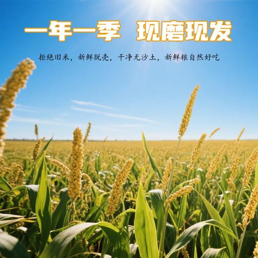 塞耘敖汉小米2.5kg/袋 商品图3