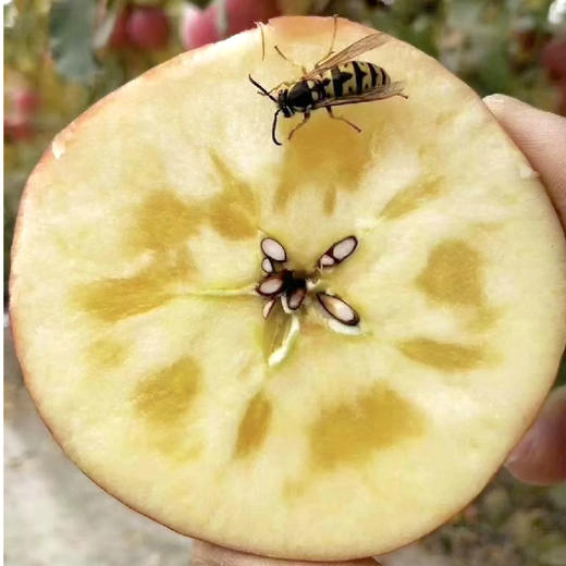 心选丨新疆阿克苏冰糖心苹果#果肉细腻，鲜嫩多汁，香甜脆爽，阿克苏正宗冰糖心苹果，营养美味 商品图3