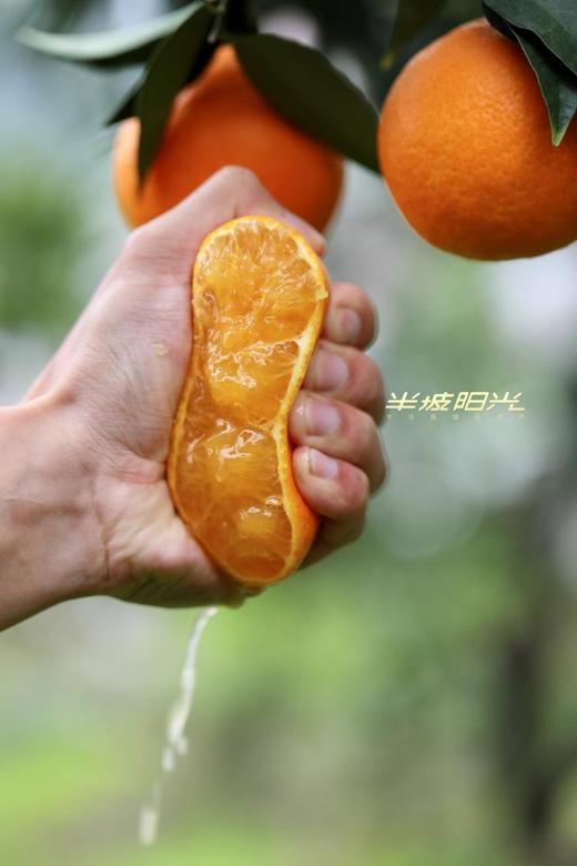 【2025新一批】布丁一样细嫩的果肉​ 【半坡阳光·红美人】爆汁-90%以上都是汁水 商品图1