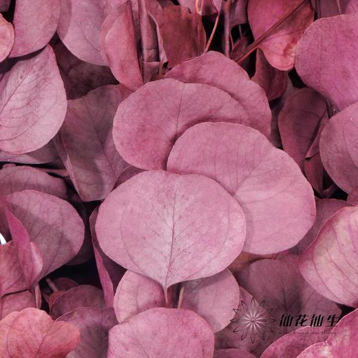 永生花材 | 染色苹果叶紫红 商品图4