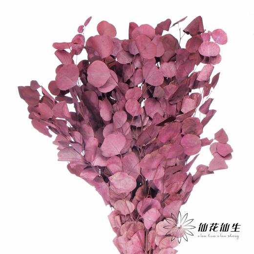 永生花材 | 染色苹果叶紫红 商品图2