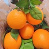 带叶脐橙（江西）约1000G /份 商品缩略图1