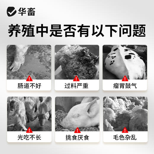 华畜健胃桔子粉维生素开胃健胃促食猪牛羊禽用催肥调理肠胃促生长 商品图2