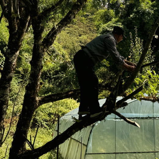 【墨脱野生花椒】西藏墨2100米森林/柠檬柑橘香/纯净清甜/微微麻/50g/袋 商品图2