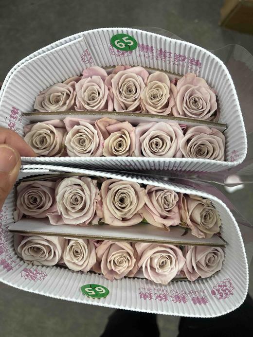 景都曼塔A 商品图2