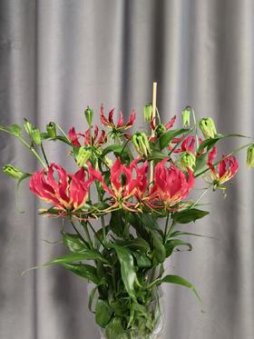 国产精品嘉兰百合5支多色选择