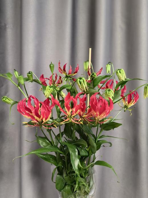 国产精品嘉兰百合5支多色选择 商品图0