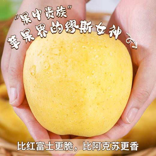 【宜昌助农馆】黄金维纳斯苹果  果香浓郁 脆甜多汁 商品图3