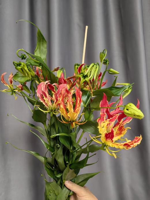 国产精品嘉兰百合5支多色选择 商品图2