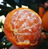 【涌泉蜜桔】皮薄如糖纸  生态自然甜 商品缩略图2