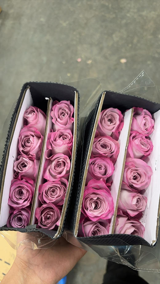 气场紫玫瑰 商品图2