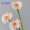 非洲菊.圣托里尼 商品缩略图0