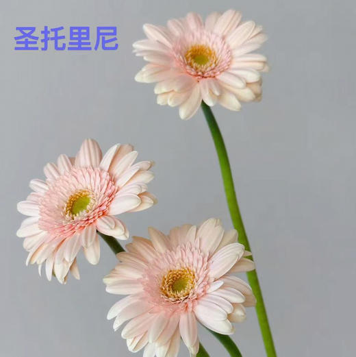 非洲菊.圣托里尼 商品图0